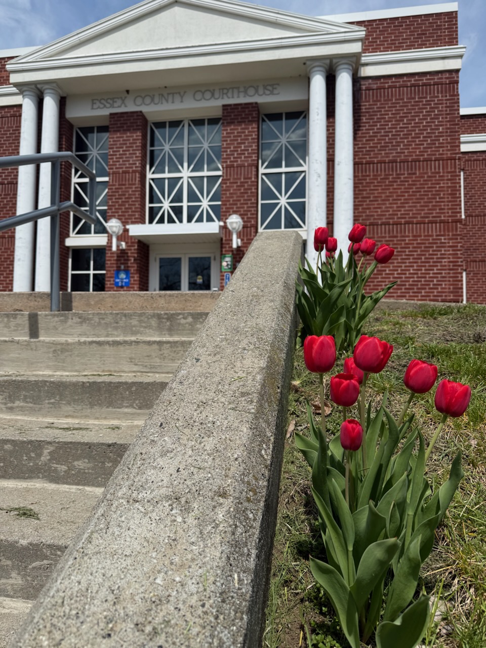 Red Tulips in front of Essex County Courthouse