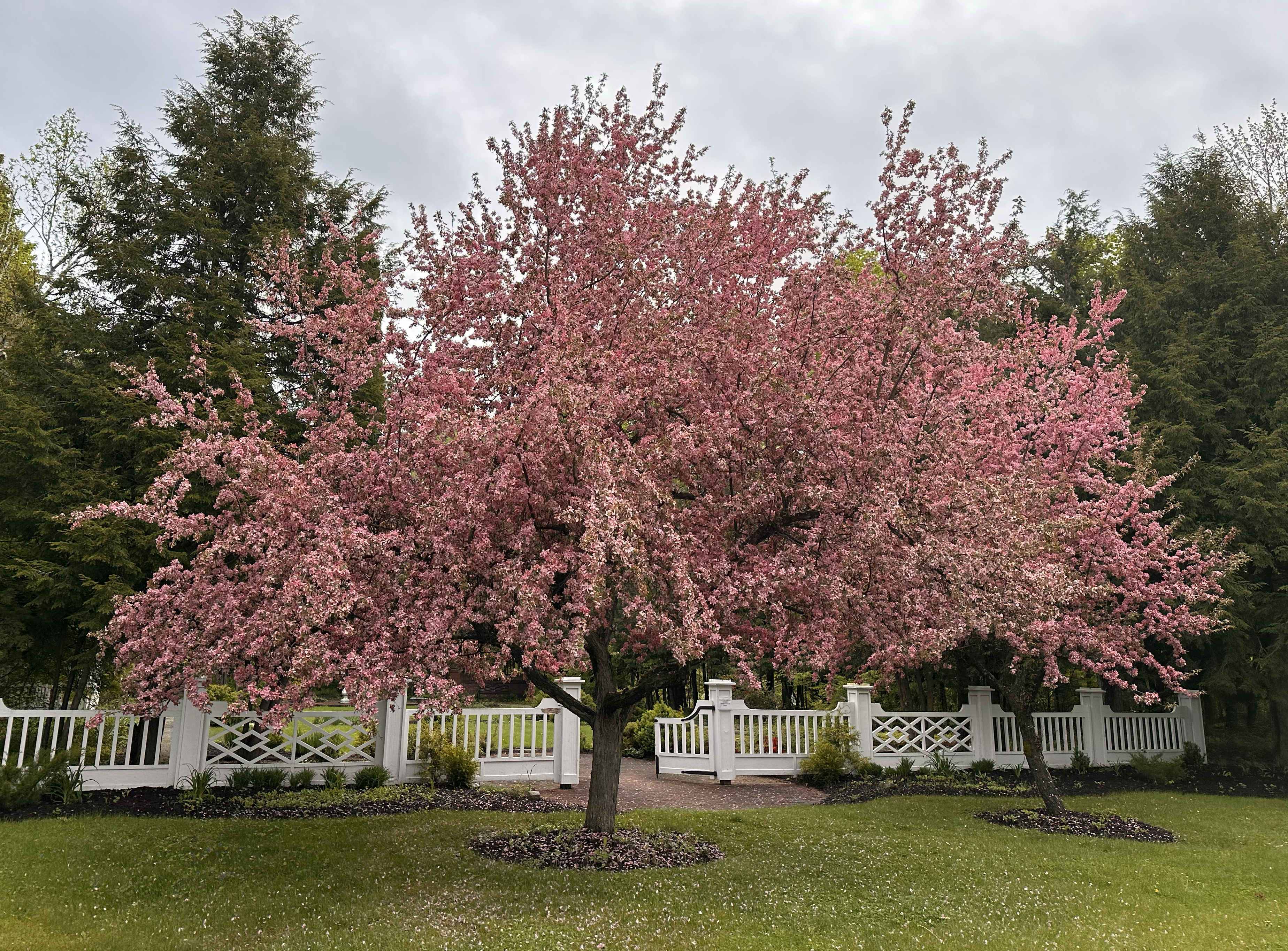 tree at the museum 