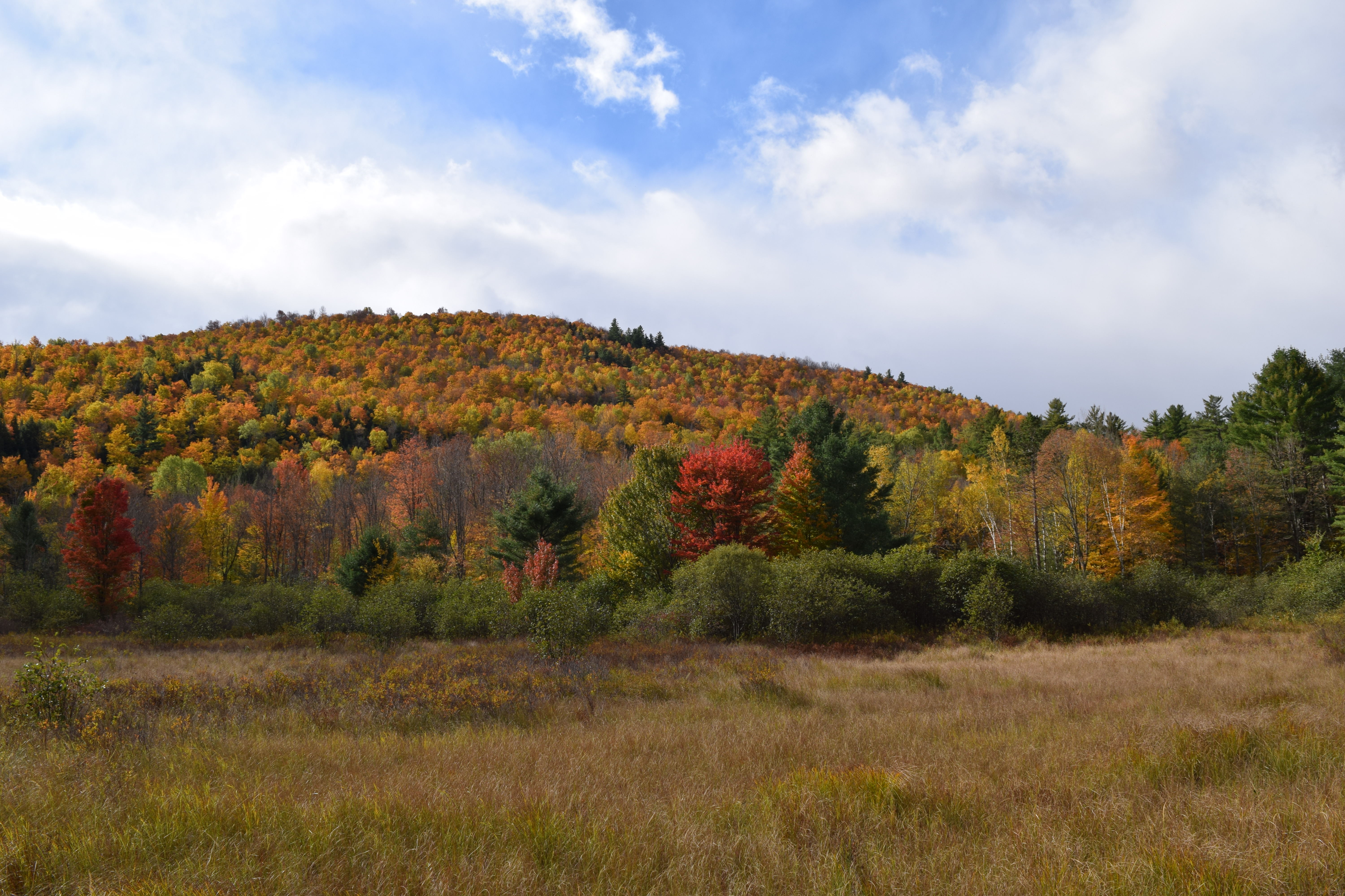 view of fall trees going out of New Russia