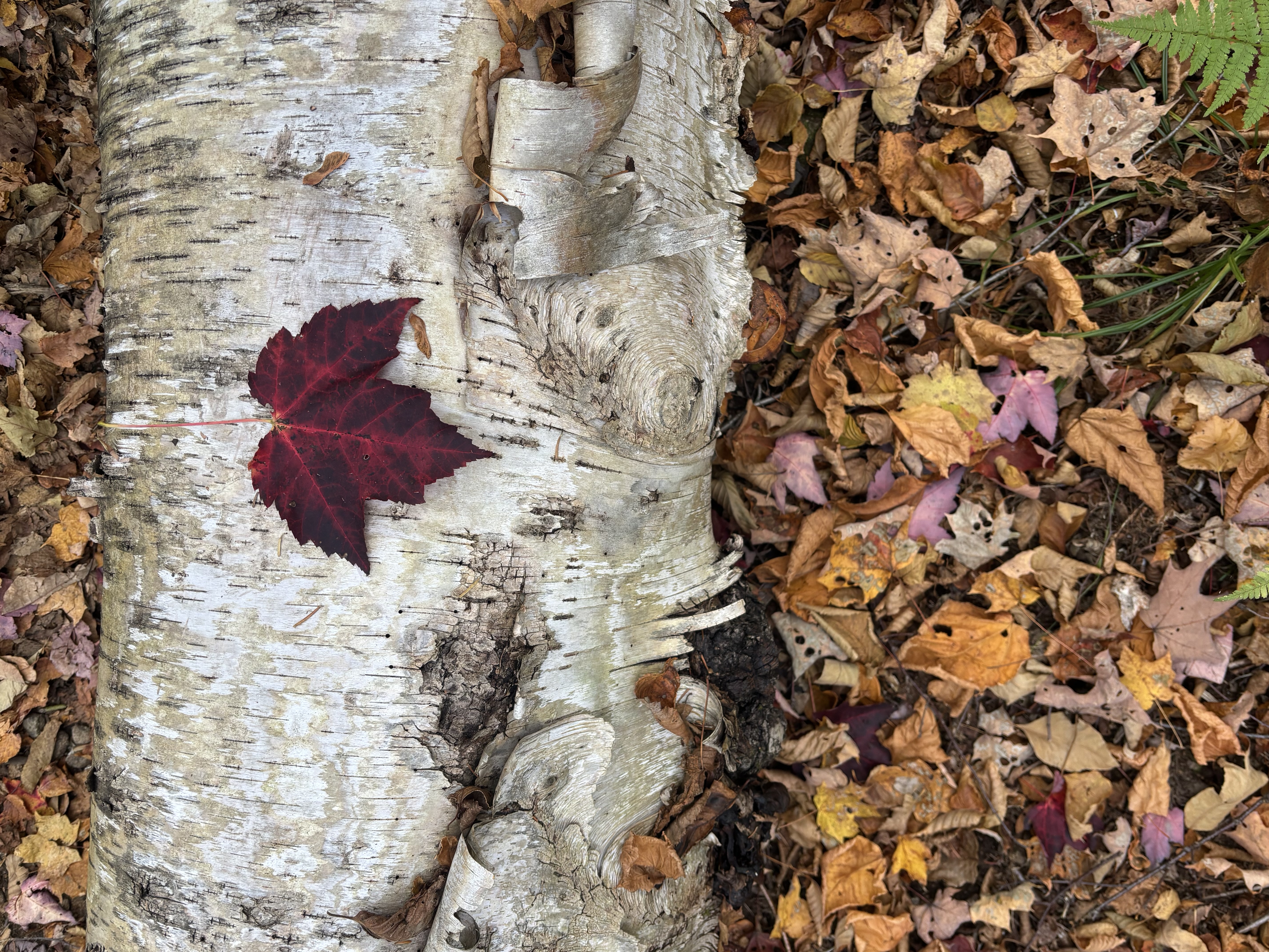 red leaf while hiking