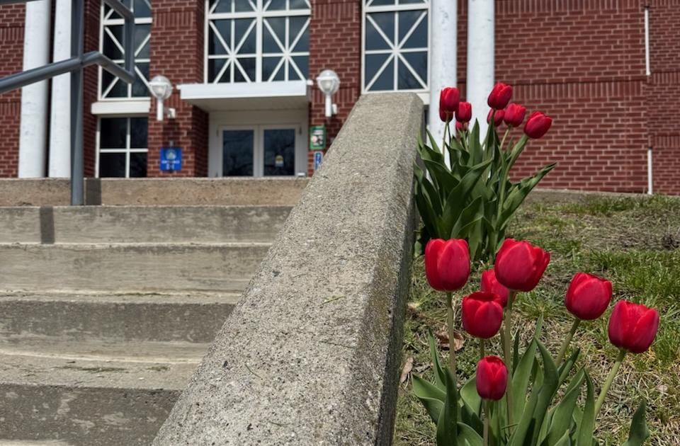Red Tulips in front of Essex County Courthouse