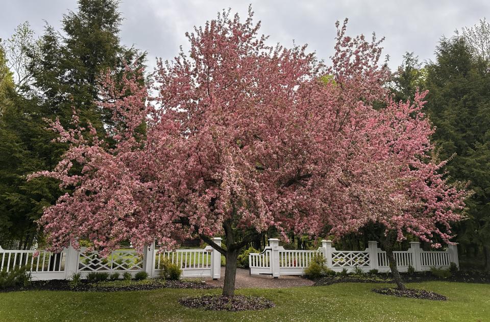 tree at the museum 