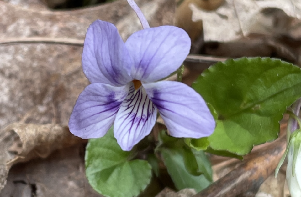 flower hiking blueberry